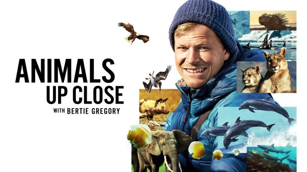 Animals Up Close with Bertie Gregoryタイトルカード