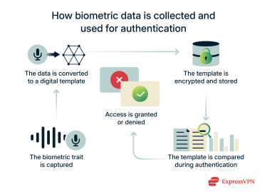 A diagram showing the process of capturing biometric traits, converting them into a digital template, as well as verifying during authentication.